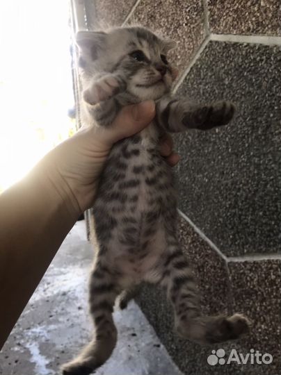 Вислоухие котята