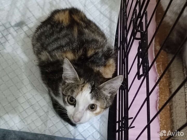 Котёнок девочка ищет дом