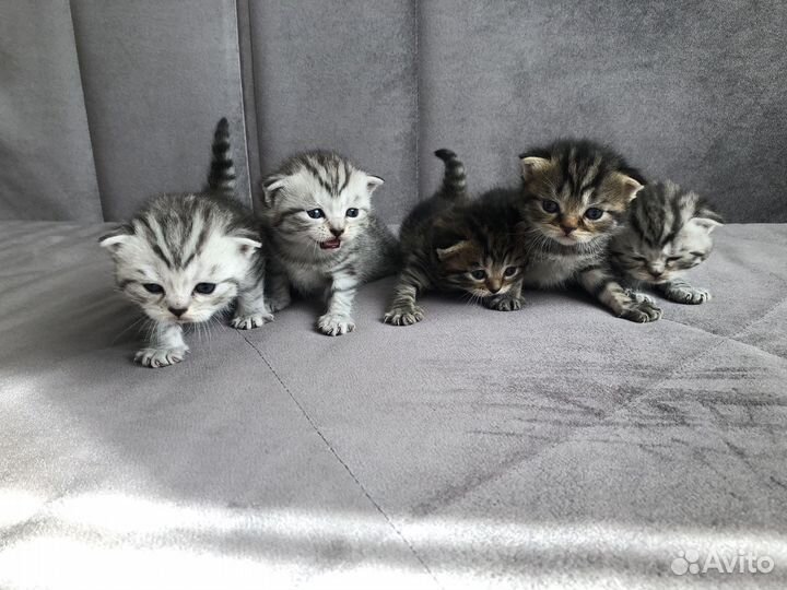 Кот ищет кошечку