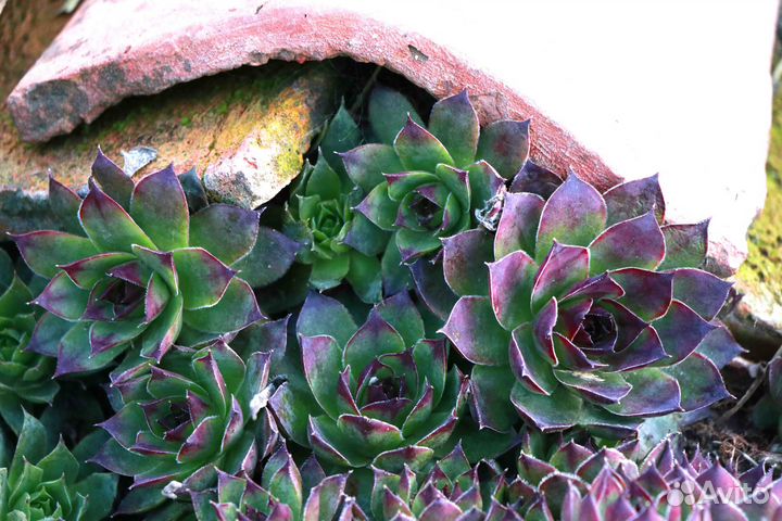 Каменная роза /суккулент/молодило