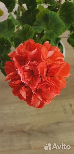 Фикусы, пеларгонии, герань, цветы