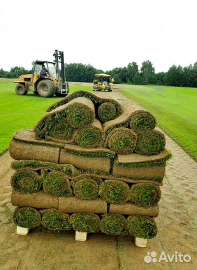 Рулонный газон 