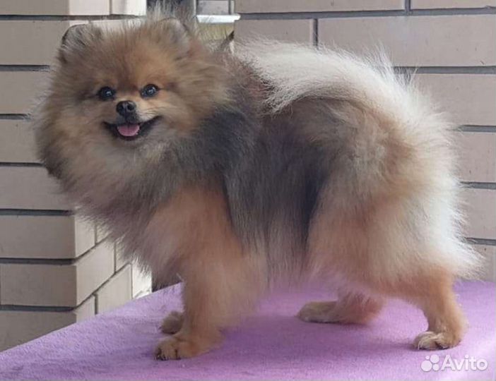 Красивый щпиц