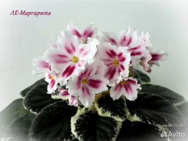 Сорт фиалки 