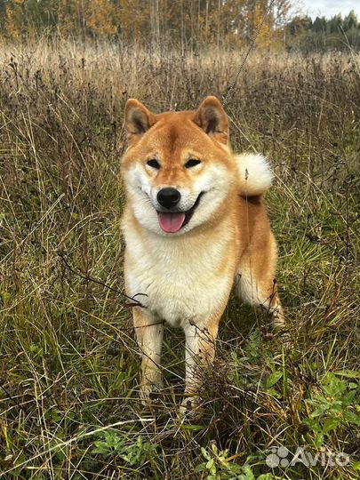 Сиба ину кобель вязка