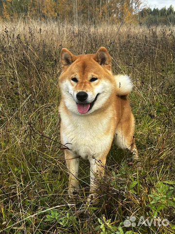 Сиба ину кобель вязка