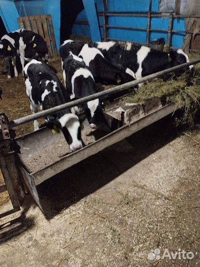 Бычки и телята от