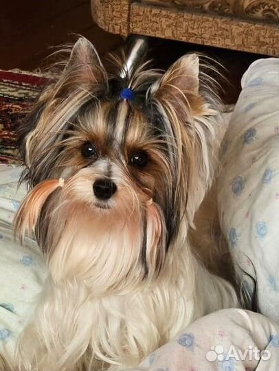 Бивер Йорк вязка