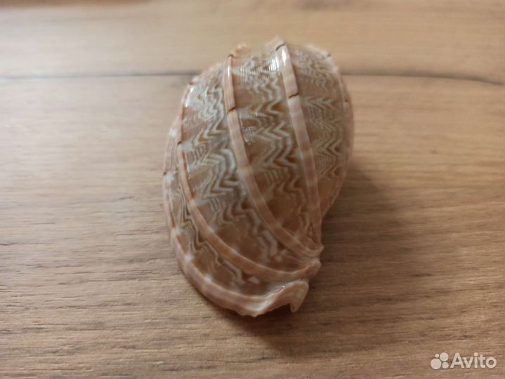 Морская раковина