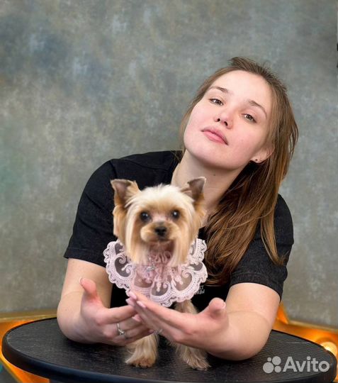 Грумер стрижка собак и кошек