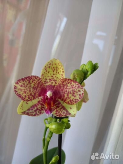 Орхидея Гросетто