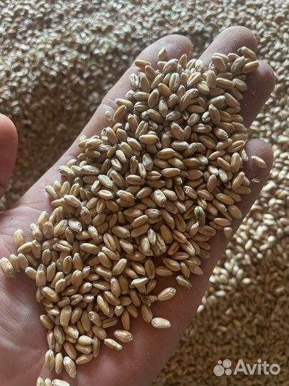 Семена пшеницв озимой Виола элита