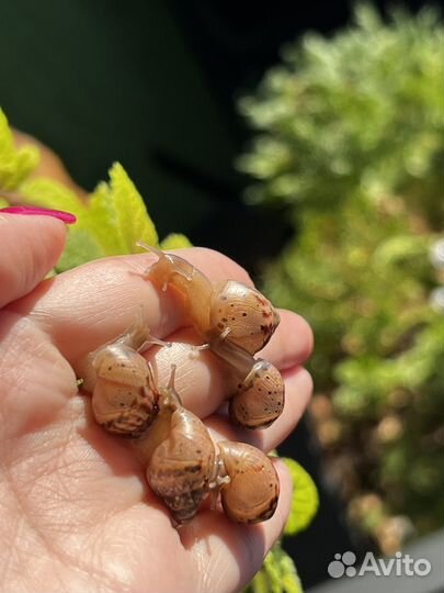 Улитки ахатины бесплатно