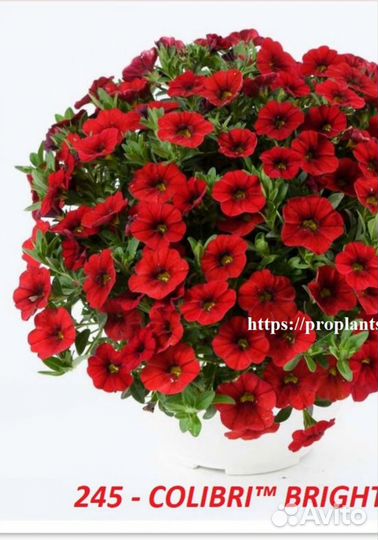 Вегетативные черенки и не только