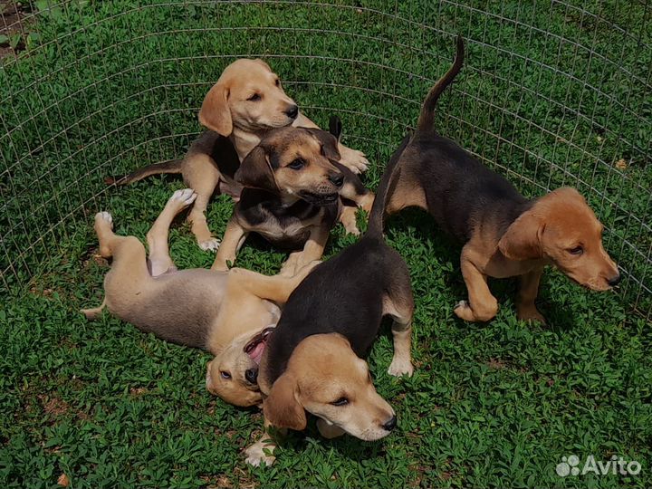 Щенки русской гончей