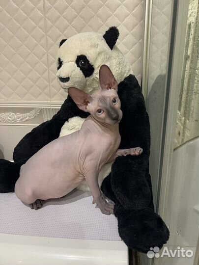 Донской сфинкс вязка