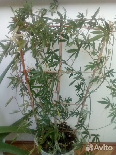 Цветы пассифлора, плющелистная пеларгония,алоэ