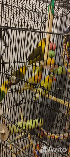 Попугай неразлучники