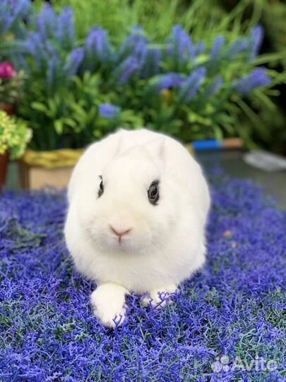 Кролик хотот самец