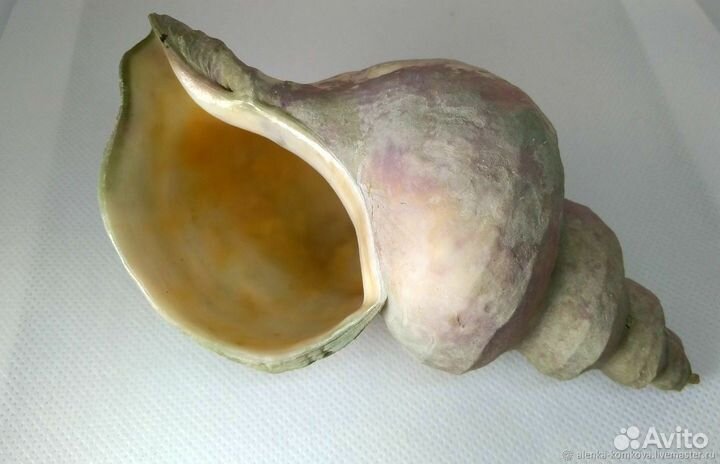 Ракушки Улитка Трубач