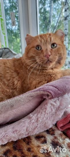 Огромный чудо кот