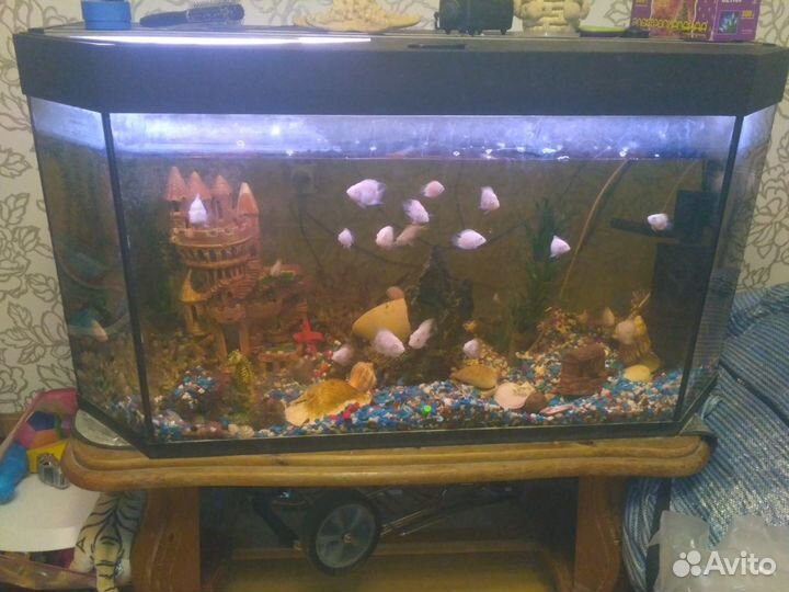 Аквариум