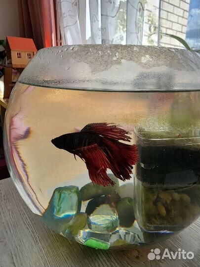 Аквариум