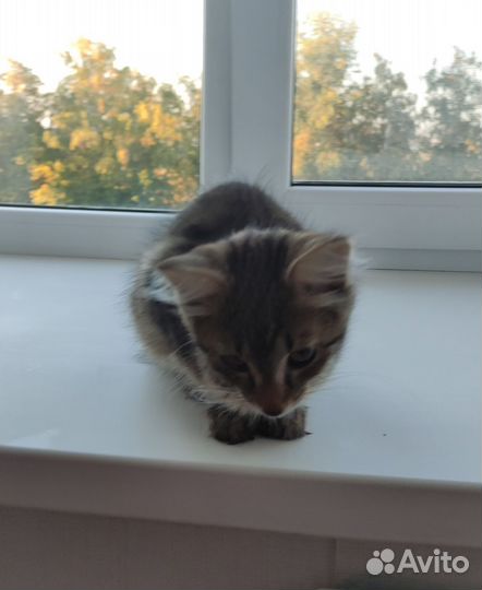 Котята для вас