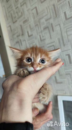 Рыжий котёнок