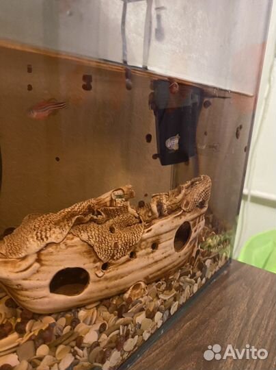 Аквариум с рыбками