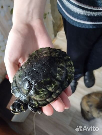 Красноухая черепаха