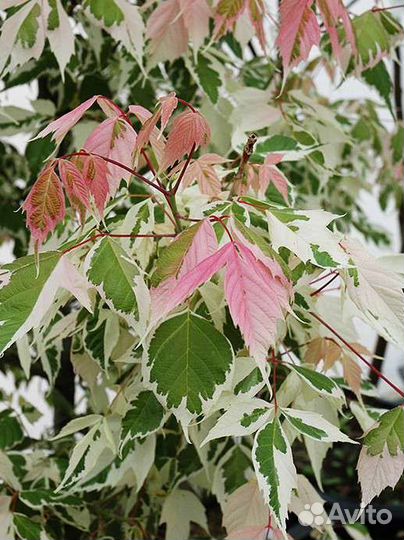 Клён Ясенелистный Фламинго, Феникс