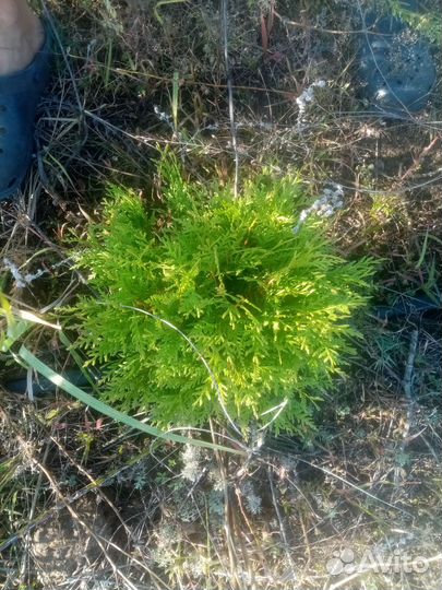 Туя разновидовая