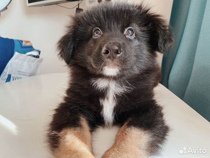 Щенок овчарки мальчик в добрые руки