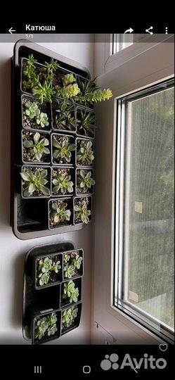 Суккуленты