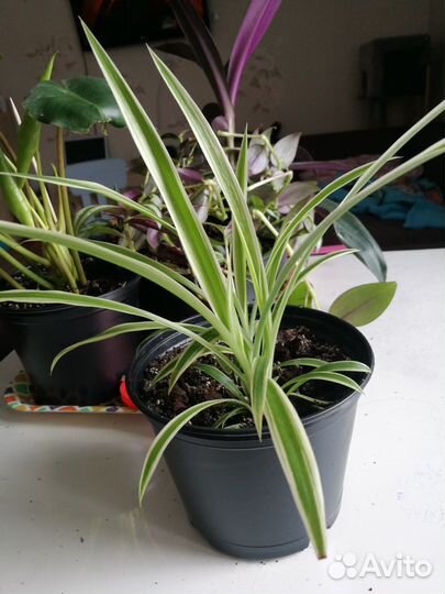 Комнатные растения