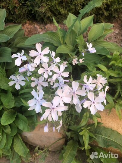 Флокс растопыренный