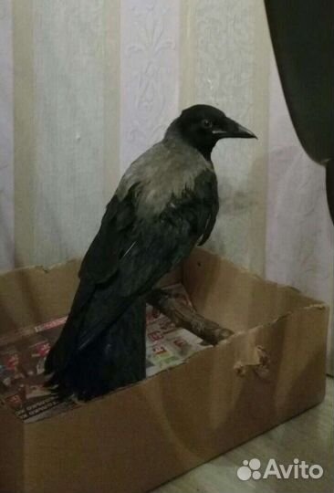 Серые вороны (пара) в добрые руки