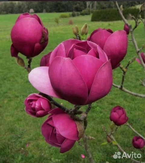 Магнолия Блэк тулипmagnolia Black Tulip