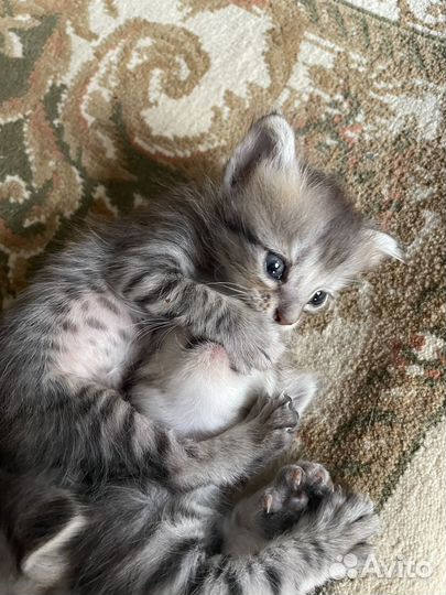 Кошки в добрые руки бесплатно