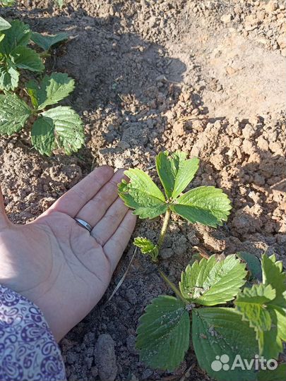 Клубника Избранница, Настёна рассада, саженцы