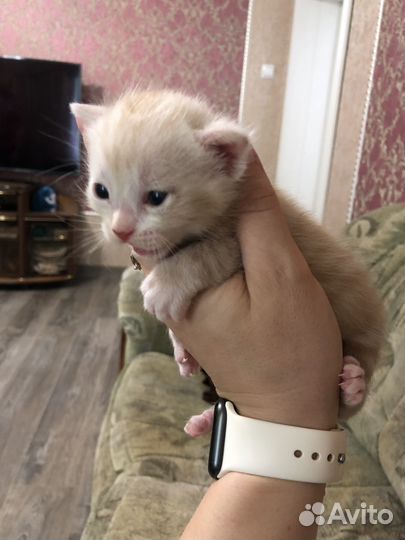 Котята в добрые руки даром