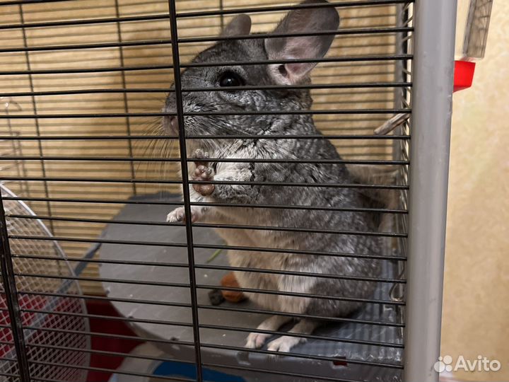 Шиншилла с клеткой