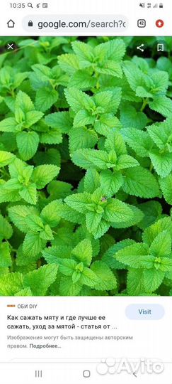 Мята ментоловая