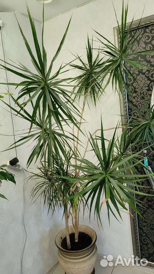 Драцена/цветок комнатный/дерево/фикус