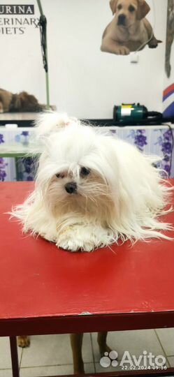 Груминг стрижка собак и кошек