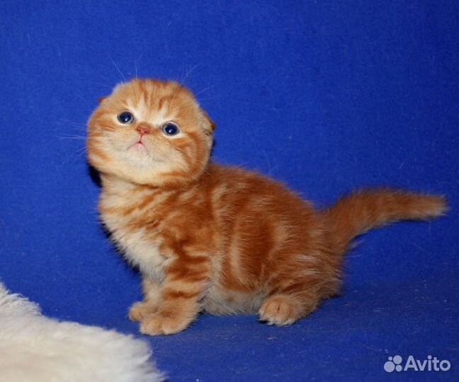 Шотландские котята ярко рыжие
