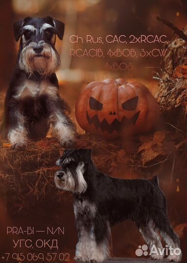 Цвергшнауцер вязка