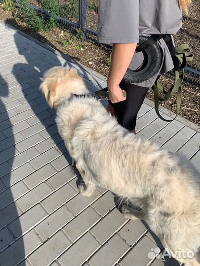 Кинолог, дрессировка собак