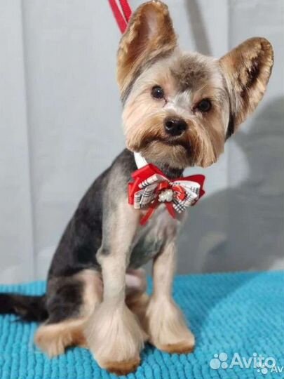 Вязка, Мальчик, Йоркширский терьер